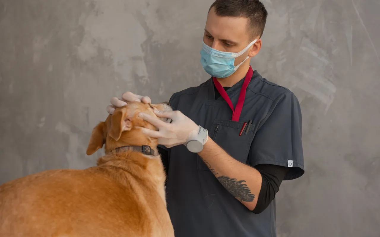 Foto de Veterinaria Huellitas